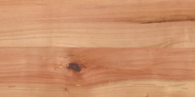 Betula_1