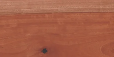 Eucalipto_2
